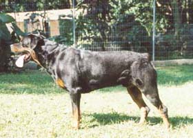 Família Mendara